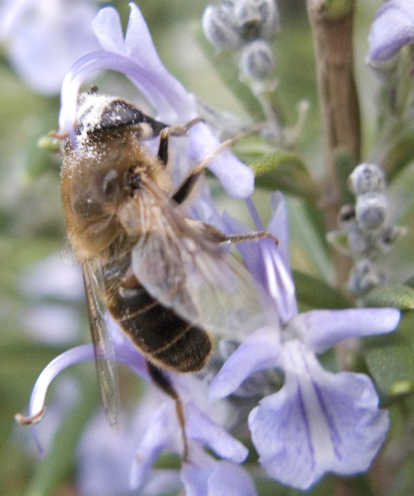 Eristalis tenax   (Syrphidae)